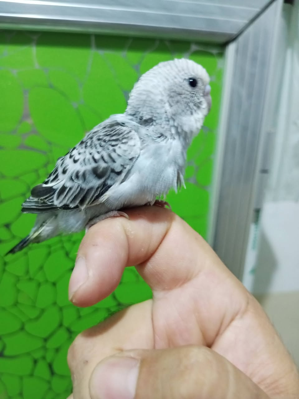من رخصت مدير الكروب طير حب أليف للبيع المكان ابو غريب الشهداء رقمي واتساب ***********
