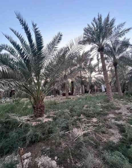 #هذا_البستان_لايفوتك
#المساحة :: 3600م بمعنى #دونم مع 1100م
طابو صرف زراعي #تحويل_مباشر بأسم المشتري
تريد ٩٠٠ متر هم نبيعلك 
#إبي_الخصيب _ قرب جامع الشهيد طه 
#يحتوي :: على العديد من أنواع النخيل والسدر 
البستان يقع #ركن على شارعين 8م
#السعر_المطلوب :: 650 مليون قابل للتفاوض
#للأستفسار :: ***********
