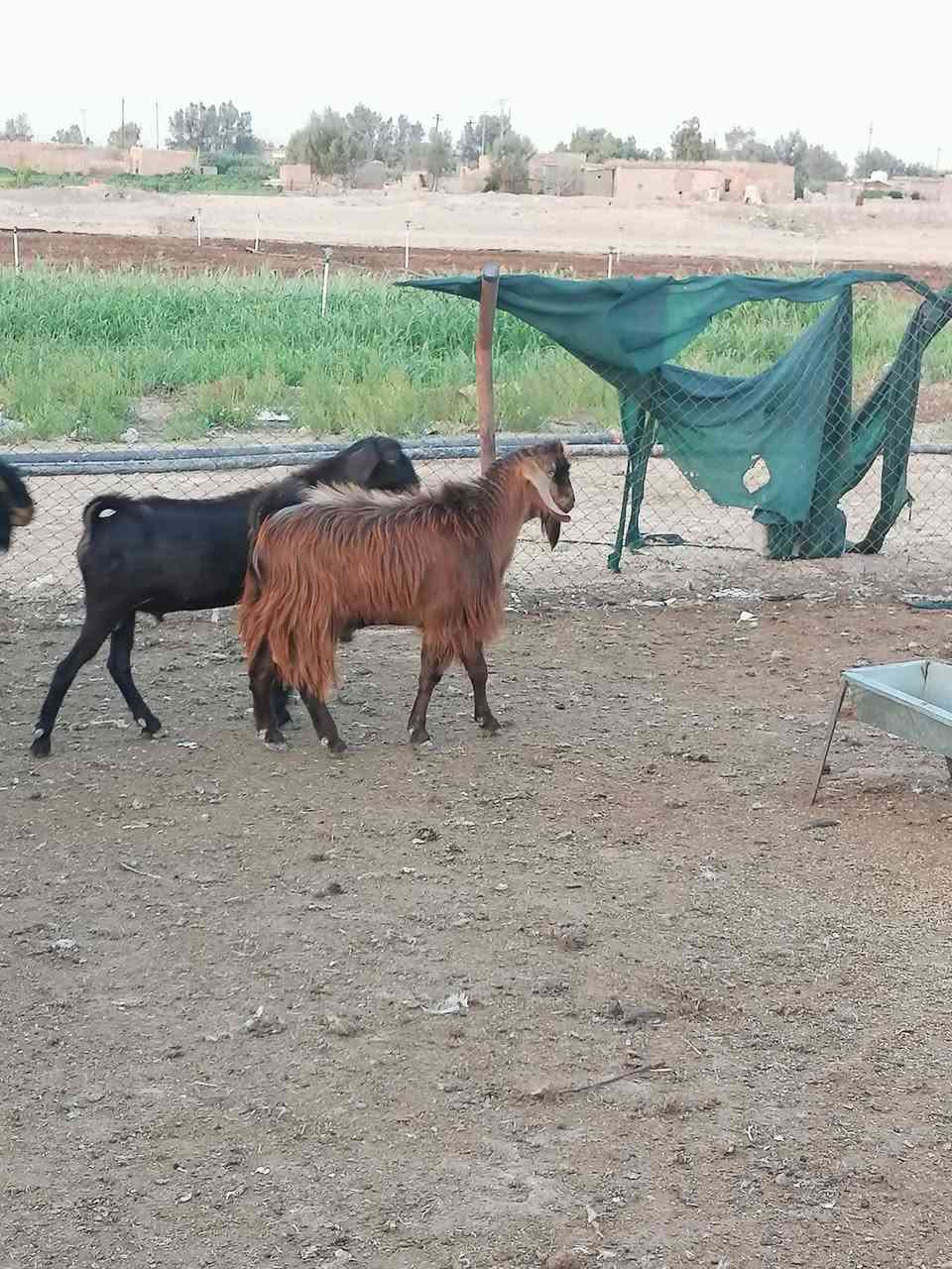 السلام عليكم
جدايا للبيع عدد 5
مكاني مجاور حماد شهاب

***********

