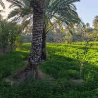 مزرعة النجف الحيرة • ٣ دوانم • واجهة نهر ٦٥م