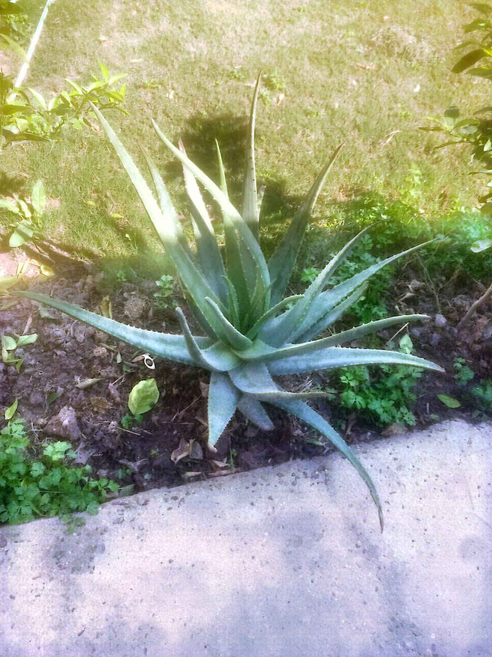 من رخصة الادمن للبيع صبار الافيرا كل الاحجام متوفره شتلات ورقهن متروس بالفيتامينا صحاوه فول طول الورقه نص متر مثل الي بالصوره كربلاء طويريج السياحي توصيل الكبار 10 الف ***********
