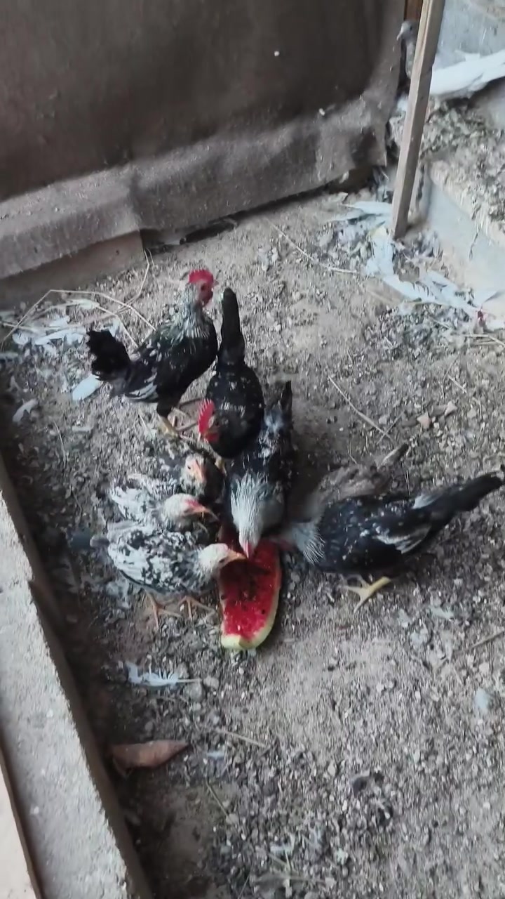 ديوكة دندراوي عمرهن ٤ شهور الزوج ب ٣٠  ***********
