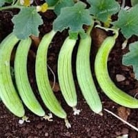 ‎يوجد بذور طرعوزي شرط الضمان سعر كيلو (175 ألف) يوجد توصيل كافه محافظا...