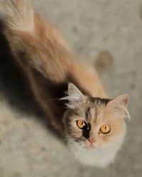 بزازين شيرازي • ذكر وأنثى • بهرز حي الشرطة