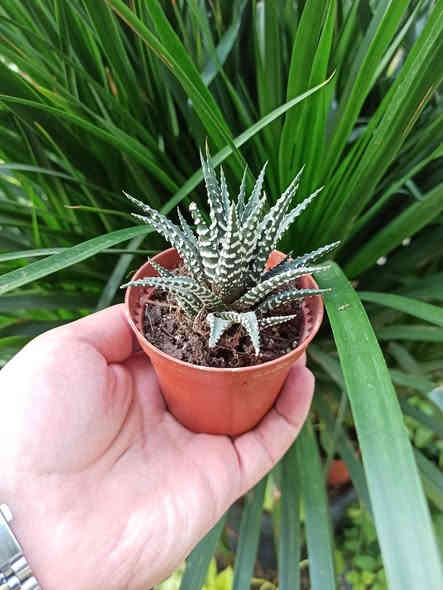 تشكيلة من صبار الطبيعي ملون 🌵🌵
خلي نبتتك توصلك للباب بدون عناء 🌿🚚
بابونج ستور 🌼 يوفر لكم أجمل نباتات الضلية والخارجية وبأسعار مناسبة وجودة مضمونة ✨
اختار نبتتك واترك الباقي علينا… التوصيل متوفر لكل أحياء الموصل والمحافظات.

للطلب والاستفسار: ***********
بابونج… نبتة تغيّر مزاجك وتضيف روح لبيتك 💚🌼
