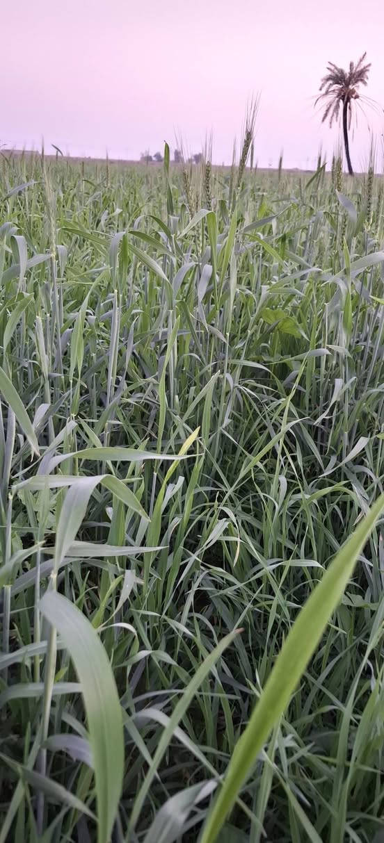 السلام عليكم
يوجد لدينا سفحة للضمان ٢٥ دونم ناحية شيخ سعد 
قرية الشوهانية للاستفسار ***********
