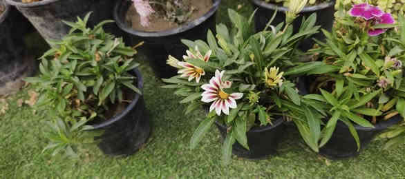 أنواع الورد و الاشجار الاتصال ***********
