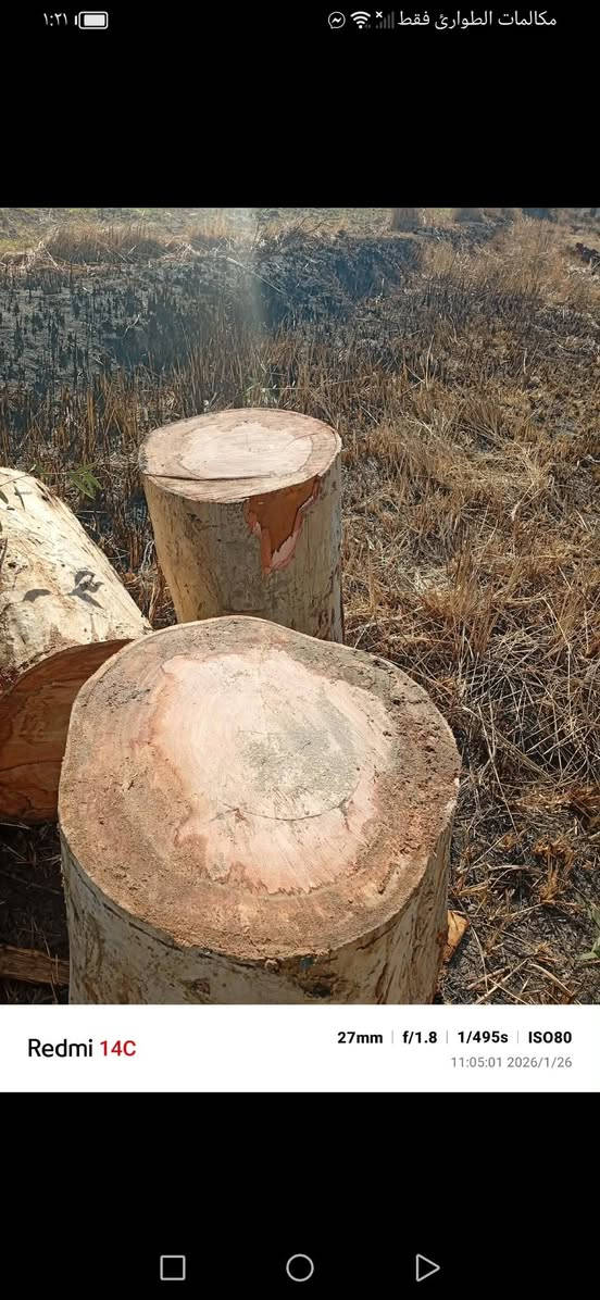 كند كصابة شرط قلك سعر الوحدة ٥٠ليحب يتصل *********** مكاني جزيرة فحامة
