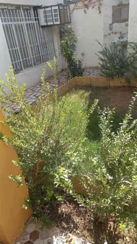 الجغيفي الاولئ الفلوجه • دار للبيع • ٢٠٠م غرفتين