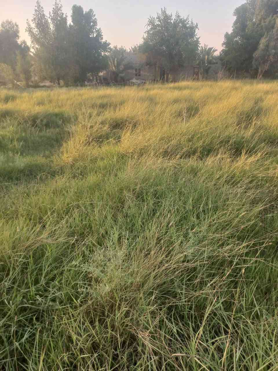 يوجد حشيشات نص دونم اليريدهن يقيمهن ياخذهن 
المكان الشطرة مقابيل محطة عبد الحسن ملاغي على نهر السعداوية 
***********
