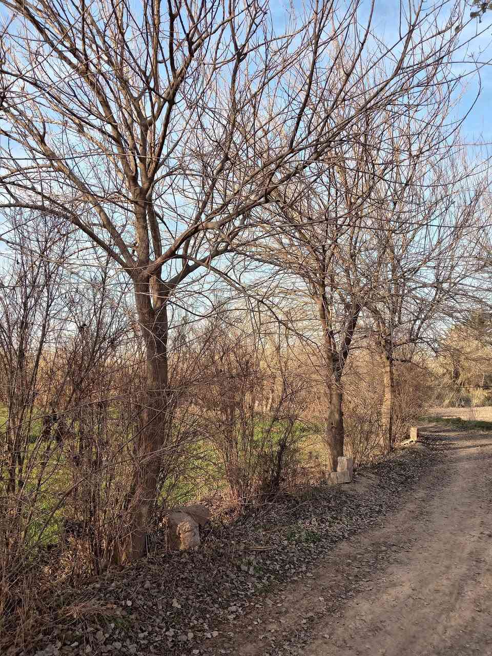 أشجار تكي عددهن 11 شجرة  للبيع
كما موضح بالصور إذا تنطي سعر زين اتصل ***********
