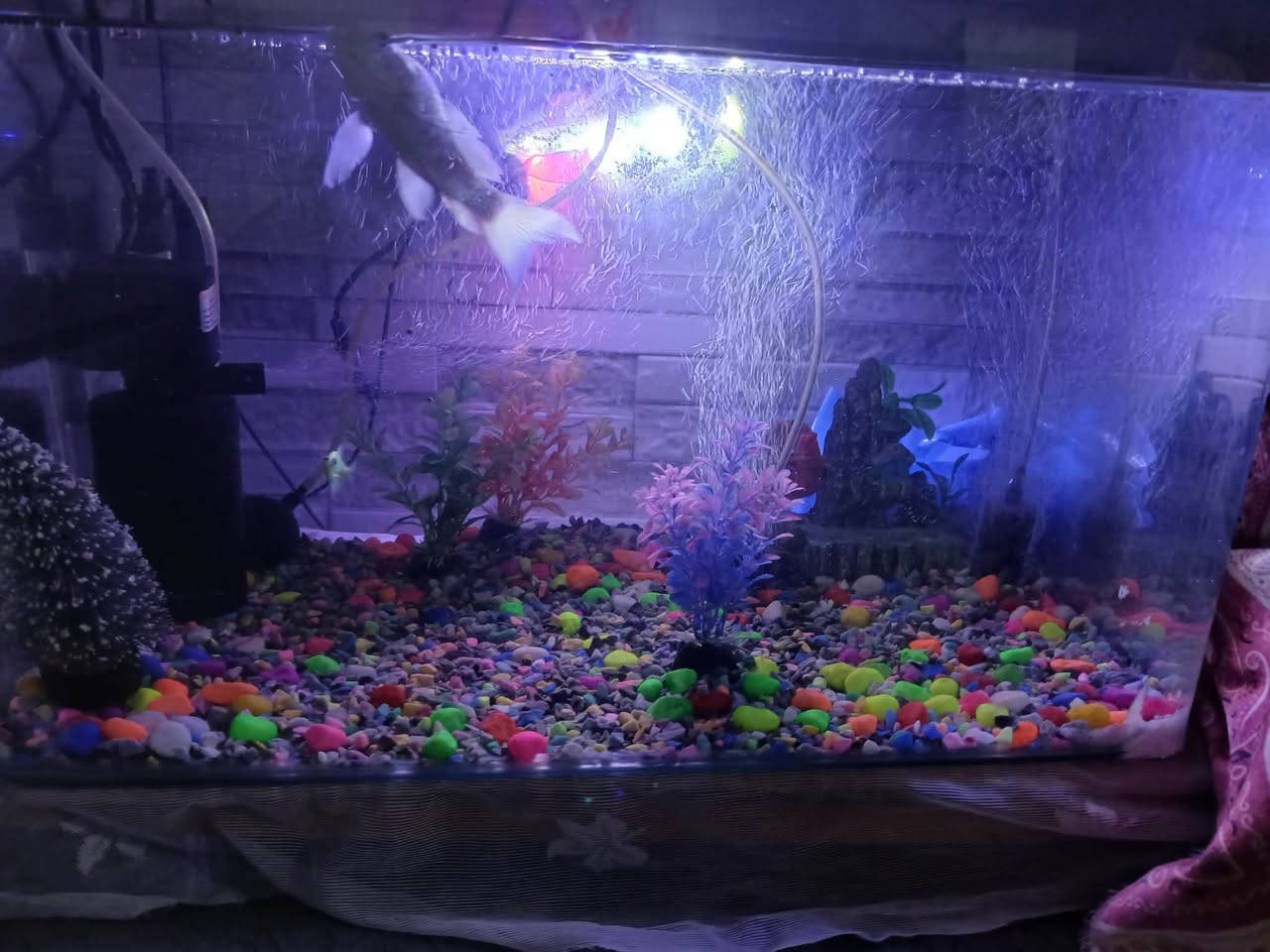 السلام عليكم  حوض اسماك🐟  حجم كبير كامل هو ومعداته
١- هيتر لتنظيم درجة حرارة الماء 🌡
٢-فلتر تصفية الماء ⛲️
٣- جهاز اوكسجين عدد ٣ 🧬
٤-اسماك عدد ٣ وحده كبيره ٢ اصغار  🐟
٥- نشره ملونه 🌈
٦- اكسسوارات= اشجار + ناعور + حصو ملون 
٧- اكل الخاص بيهن 🥣
السعر ٥٥  الاستفسار 
***********
