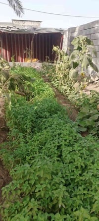 أبي الخصيب • ٥٣٠م • وقف سني