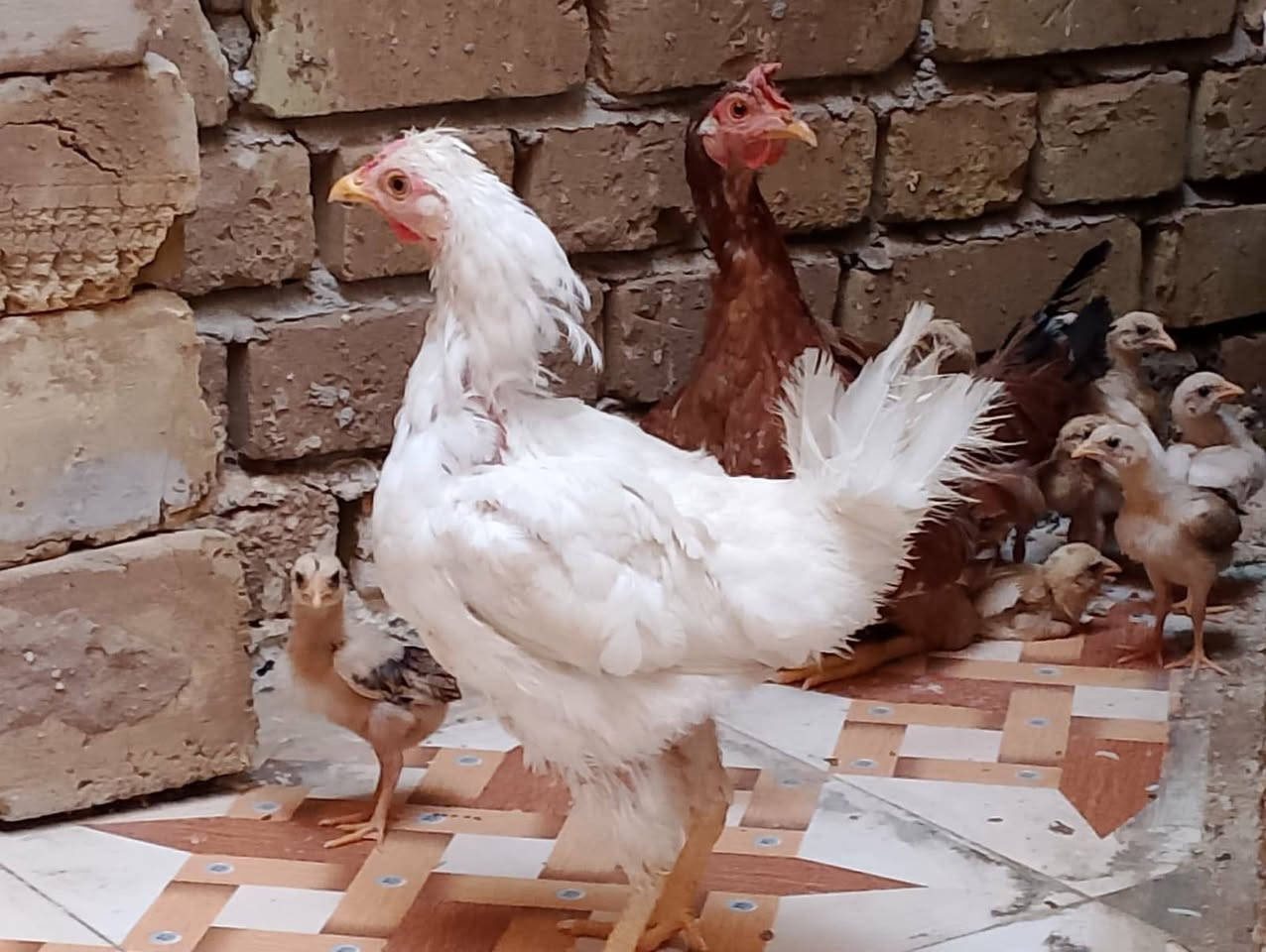 3 دجاجات ب/45
و/11طير دجاج الواحد ب/الف3 بيهن مجال


**إذا كنت صاحب هذا الإعلان وتريد حذفه لأي سبب، رجاءا أرسل رسالة إلى الدعم الفني**