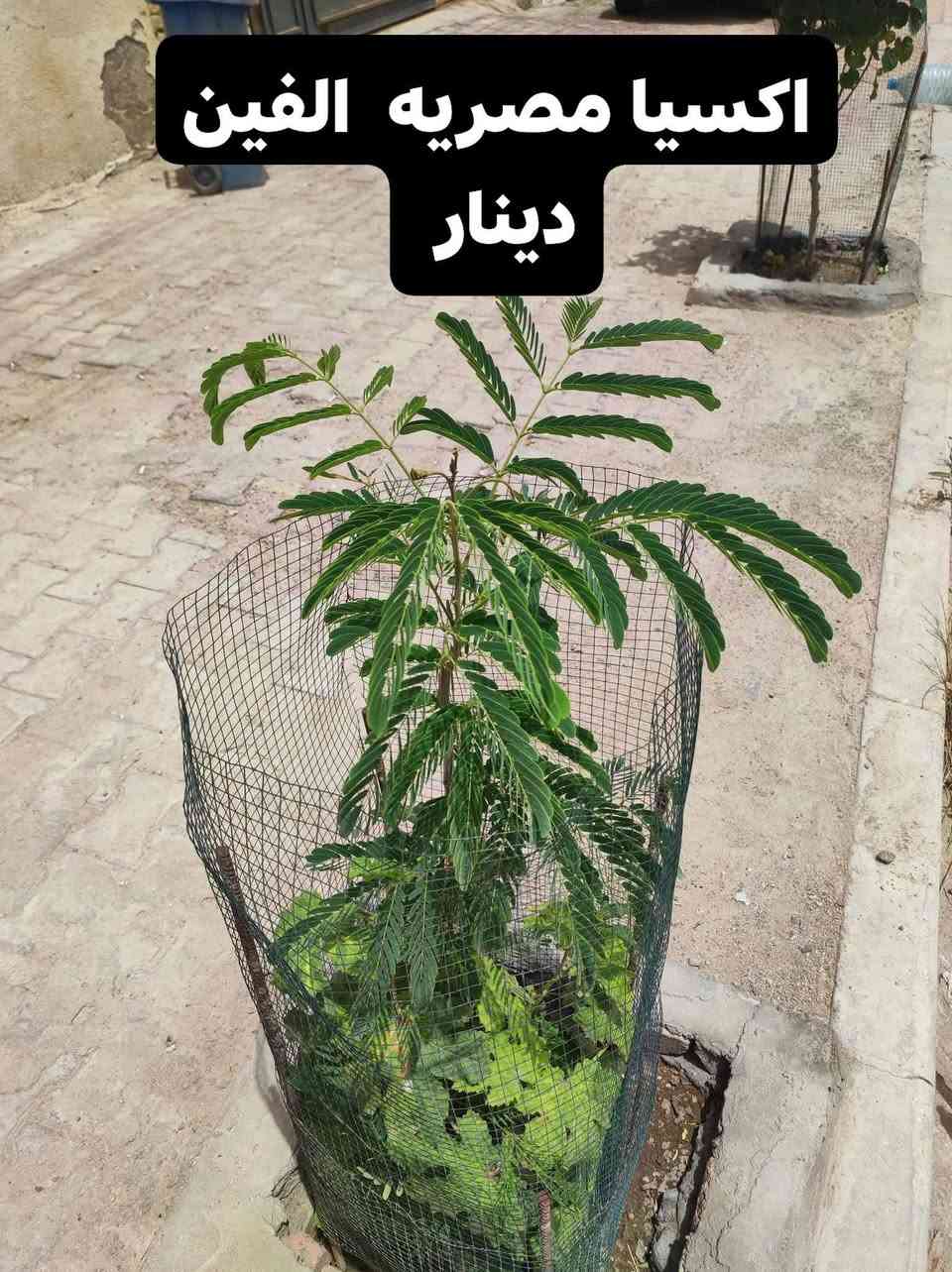 إذا عندك مساحة لا ضيع الوقت 

سعر شجرة اكسيا الفين دينار ارتفاع 90

البيزيا ساحل جهنميه متسلقه دفله 

كل شجره تحتاج شبك داير ما داير المتر الف او نص 

نحفر المكان نجيب الك شتل الباب البيت إلي يزرع كميه كبيره اله خصم كل المواد مع العمل علينه فقط عليك التواصل على خاص ومن الله التوفيق


**إذا كنت صاحب هذا الإعلان وتريد حذفه لأي سبب، رجاءا أرسل رسالة إلى الدعم الفني**