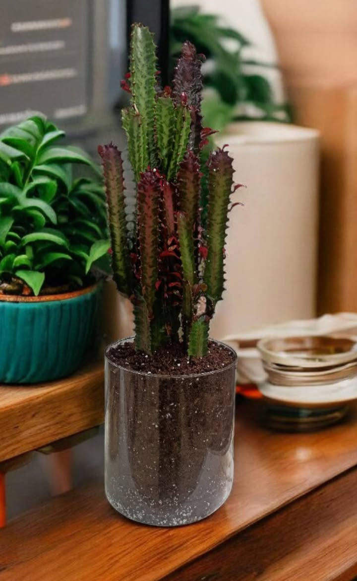 🌵 لمسة طبيعية أنيقة لمنزلك
نبات مميز يضيف جمال وهدوء لأي زاوية في البيت أو المكتب ✨
سندان زجاجي بتنسيق أنيق مع نبات طبيعي سهل العناية.
🌿 مناسب للديكور المنزلي والمكاتب
🚚 يتوفر توصيل داخل مدينة الموصل
للطلب أو الاستفسار راسلنا على الصفحة
أو واتساب: ***********
