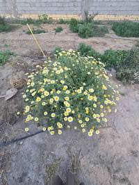 ورد عين البقرة • سنادين صغير • سنادين كبير