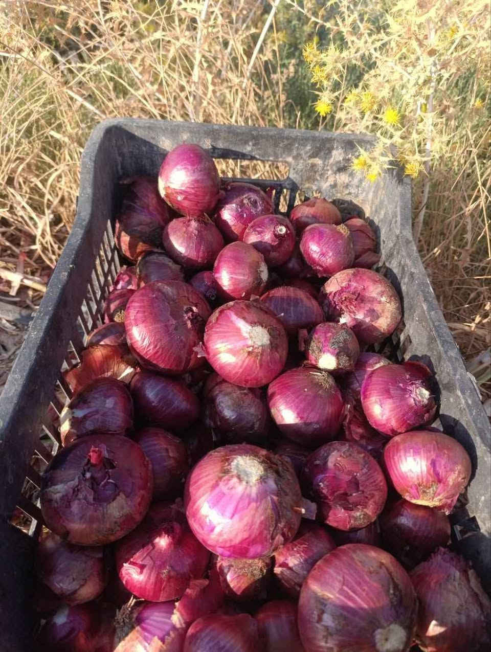 بذور بصل ( الياقوت)  درجة أولى الموقع مزارع كربلاء& نجف
السعر بالخاص كربلاء, العراق


**إذا كنت صاحب هذا الإعلان وتريد حذفه لأي سبب، رجاءا أرسل رسالة إلى الدعم الفني**