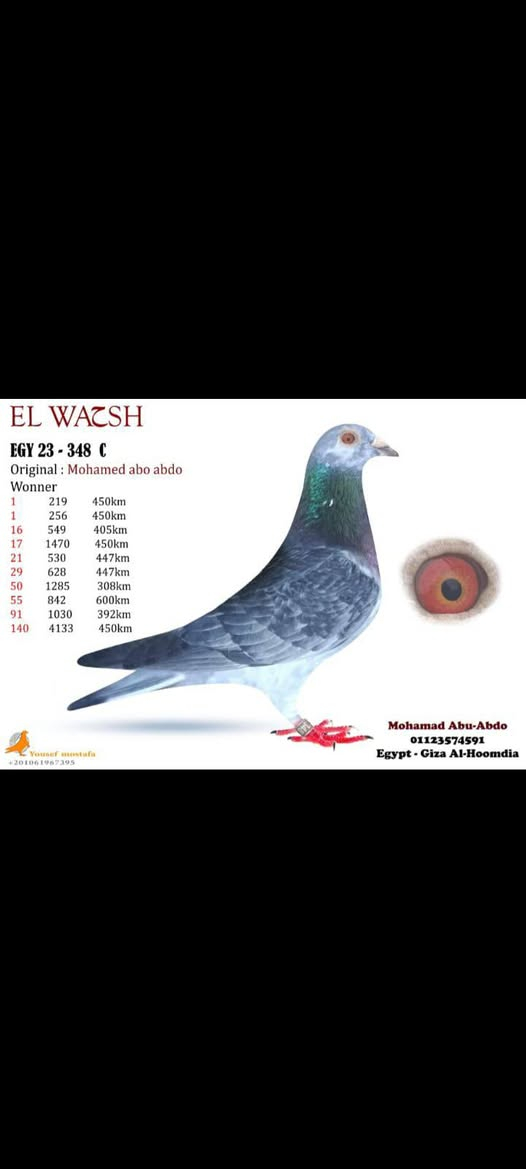 انتظار غدا بامراء الله مع طير ممياز جدا 
اخوات الاب أوائل واخوات طير المزاد أوائل 
معي طيرر ممياز جدا في كل شيء 
مكسبان من كل الاتجهات 
من جهة الاب 
ومن جهة الام 
التاصليه بتع الدكر ده 
استكر دونكر
استفان لامبرخت
هرمن كوستر 
درابا 
تمارا 
بورش 
جانس 
كل ده في دم الطير الطير ممياز جدا لاابعد الحداد 
خش على لينك المزاد علشان تعرف كل جديد في عالم الحمام الزاجل 
مزاد ابو عبده الأوائل فقط 
https://chat.whatsapp.com/BmAiIM5ljyTKypUHvbiWCt
اخوكم في الله محمد ابو عبده


**إذا كنت صاحب هذا الإعلان وتريد حذفه لأي سبب، رجاءا أرسل رسالة إلى الدعم الفني**