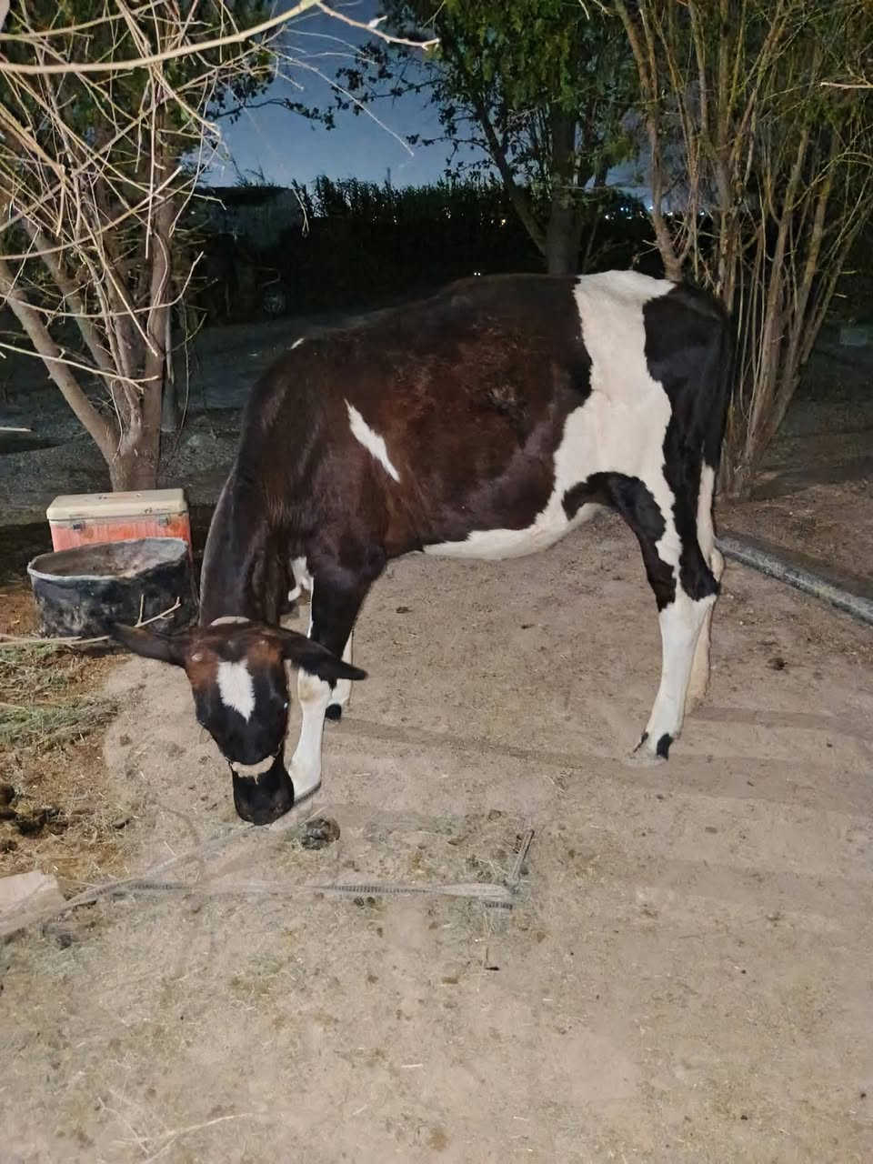 للبيع حوليه مثل ماواضحه بل صوره العمر تقريباً 8 اشهر 9
السعر 1750الف وبيها مجال المكان تكريت


**إذا كنت صاحب هذا الإعلان وتريد حذفه لأي سبب، رجاءا أرسل رسالة إلى الدعم الفني**