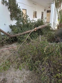 يوجد موطور حطب لكص الشجر متفرغ موجود باي وقت بس خابرني الاتصال07852422...