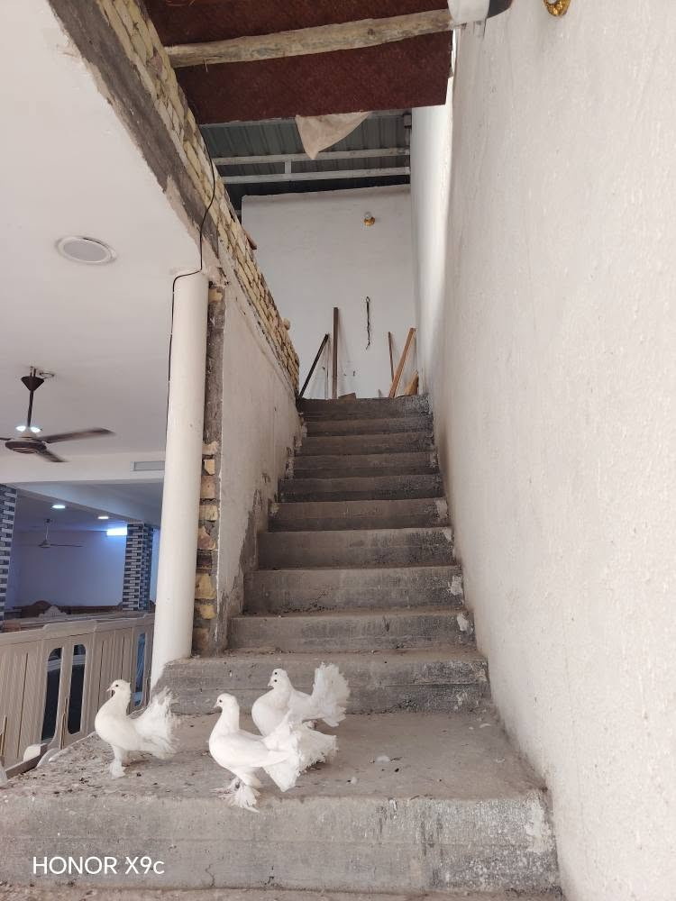 بنايه تجاريه طابقين 
                     ((  بس نورنا بتعليك  )) 
المساحه ( 170) متر الوجه ( 10) متر والنزال(  17) متر بناء مسلح  حديث 
ا السعر(    350 ) مليون
 العنوان ميسان حي الحسين الجديد مقابل السوق شارع 
ابو شاكر 
📞 للاستفسار أكثر:    ***********
          مكتب عقارات الساعدي ميسان العمارة
          (  بادرة اولاد  المرحوم حسين ضيدان  ) 
                         (  ملاحظه  ) 
المكتب  مجاز حكومياً ادخل للحساب ناشر ابيوت 
اي بيت ايعجبك او قطعه  راسلني وتدلل
أعرض عقارك عندنا ودع لنا التسويق
            عنـــوان المـكتــب ميسان  
***********     البتيرة الحولي مقابل الف دار 
***********     حي الجامعي 
***********     حي الجامعي ودور النفط  
***********     حي الغدير والصحفين وعبجيه
***********.    حي الحسين الجديد مقابل السوق 
                      ( ملاحظه  ) 
        يوجد لدينا كوادر بناء مقاولات عامه عمارة, ميسان
