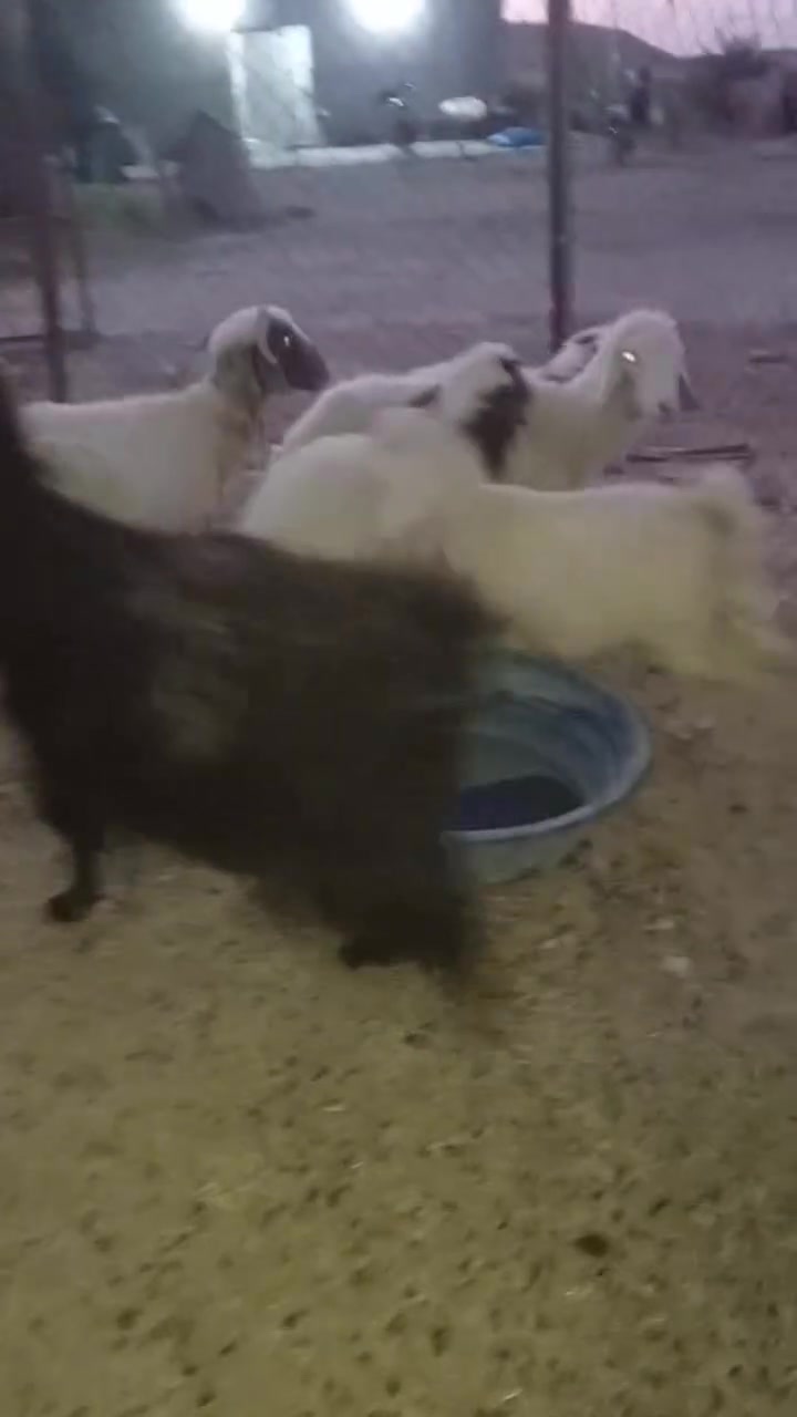 غنم للبيع حديثه بروانه الستفسار عرقم ‏‪***********‬‏
