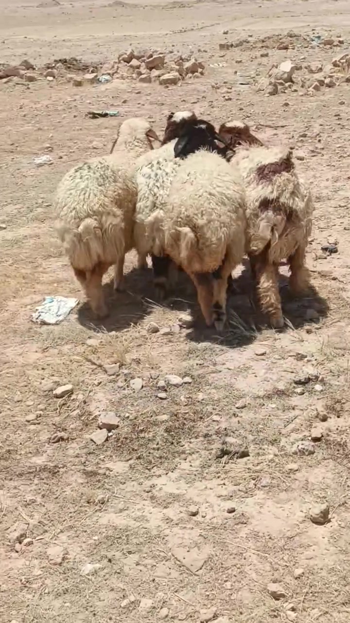 متاااح فطايم بنات سنه كلشي ترهم سعر لزوج 675 عنوانه عنه ناحيه ريحانه ***********
