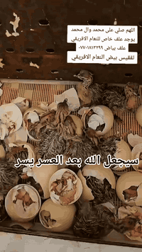 #الشيخ_احمد_الوائلي سيجعل الله بعد العسر يسر