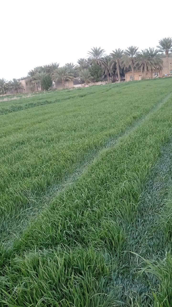 بذور وفيه الاصلية. بنت المغلف جيل. ثالث.
انتاجية عالية.اكثر من طن حسب الخدمة
 مشروطة. ومكفولة. 
العنوان. طريق كوت موفقية.
السعر.  اتصل على هذا الرقم  
او راسل ع الخاص.***********
الكمية. محدودة. نسبة. النضافة ٩٩ بالمية
