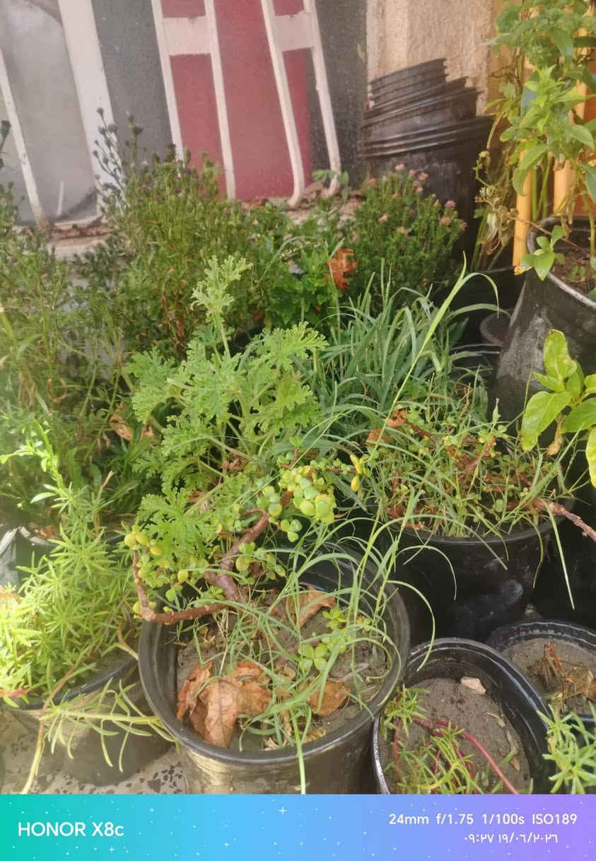شتلات فلفل وصبار وورد زينه
سعر الشتله ألفين 
سعر شتلات ٢ ب٣ الاف


**إذا كنت صاحب هذا الإعلان وتريد حذفه لأي سبب، رجاءا أرسل رسالة إلى الدعم الفني**