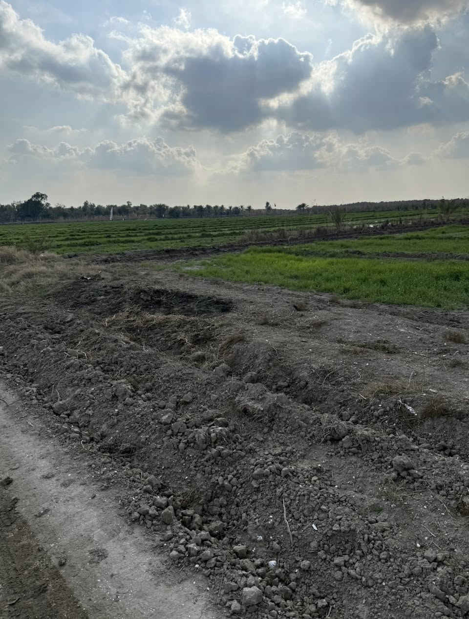 السلام عليكم عندي دوانم طابو زراعي سند 25 فتح بيان وتحويل بالطابو تكدر تسويها مزرعه  موجود كهرباء وموجود مي اساله وسكن موجود في المنطقه وكل الخدمات من مدارس واسواق ومحلات كلشي موجود شارع الارض 8 متر وجه الدونم الواحد 37 متر سعر الدونم 50 واكو ب60 مليون مليون الموقع بغداد التاجي بالقرب من ذراع دجله واليجي ما ارجعه فارغ ***********
