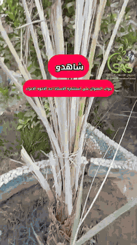 شاهدوا
جواب الصنوان على استشارة احد الاخوه الاعزاء 

التوصيل متوفر لكافة محافظات العراق 
تحيات ادارة الصنوان للخدمات الزراعية 
عنوان المكتب:-
الفرع الاول/بابل-حلة/باب المشهد- ركن مستشفى الولادة
الفرع الثاني/بابل - حلة /عوفي 

للاستفسار :-
***********
***********
#الصنوان_نبني_الوطن
