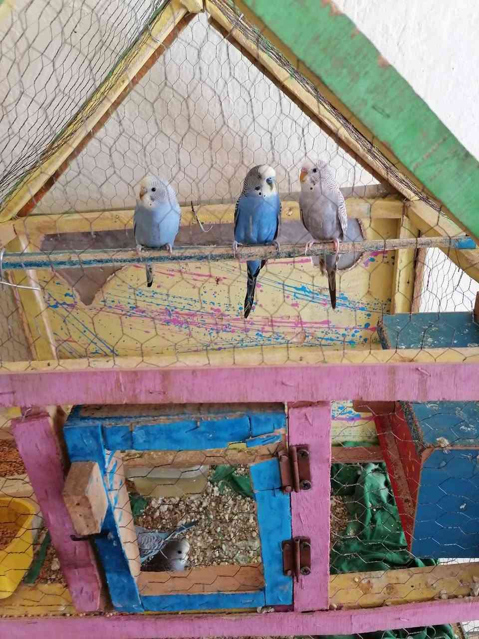 طيور حب العدد ٧ شرط صحه ونضافه وتبزير مال بيت مرتبات وحلوات زوج منهن جواهن بيض الوان حلوه سعرهن هنه ولقفص 40 وياهن بيت اضافي كبير مكاني ناصريه مركز رقمي ***********
