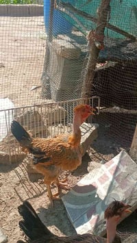 ديج • دجاجه • ديك • دجاج • حيوانات حيه • طيور للبيع • دجاج للبيع