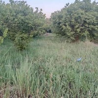 أرض البيع مناصفه سند 25 المساحه 5 دونم المكان شاطى التاجي قرب جسر المث...