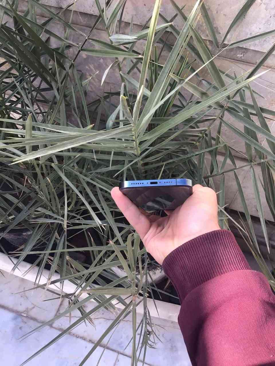 ايفون 12 برو ماكس
ذاكرة 512
بطارية 100 مبدلة🔋
شاشة مبدلة
كاميره الثالثة مبدلة فقط
ولباقي مكفول 
سعر 375 الف وبي مجال او مراوس
***********
