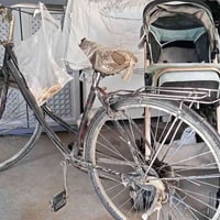 ئه م پاسكيله بوفروشتن 07732623796