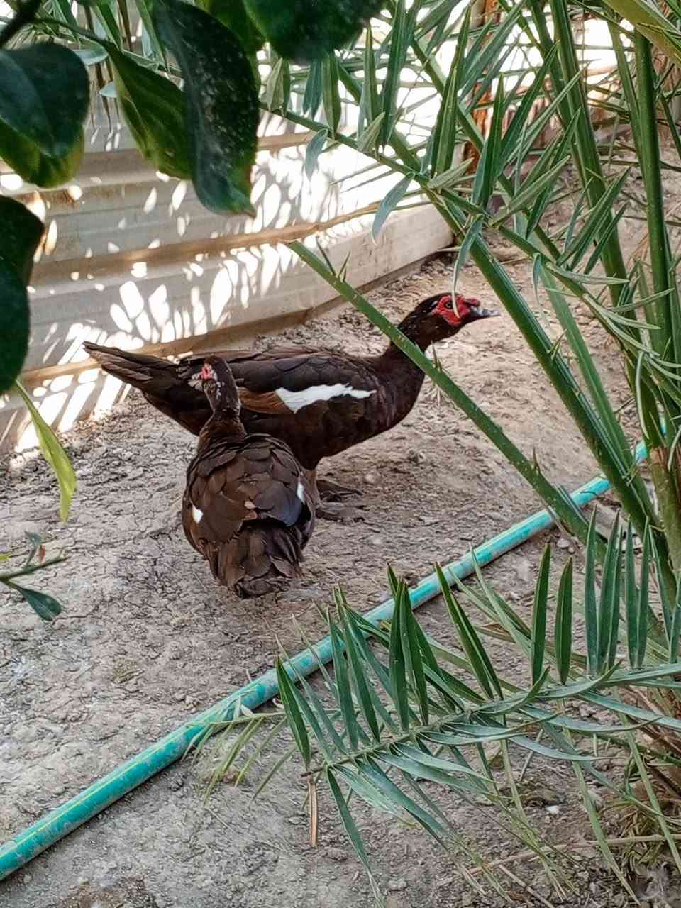 بسم الله. ..متاح بش مصري احمر عملاق 3 نثايه وفحل وحده كاركه حلال نضيف درجه.اولى شوفت عينك سعر الكل 250 مكاني بصره قضاء المدينه. توصيل للاسف ماعندي. ***********
