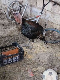 ديج • بصرة