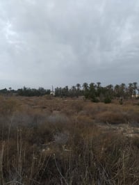 البصرة أبو الخصيب • ١١دونم • طابو زراعي تحويل