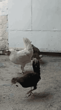 السلام عليكم متاح دجاج عرب ديج و١١ دجاجه الوان حلوه ديج شمسي الدجاجات السلام عليكم متاح دجاج عرب ديج و١١ دجاجه الوان حلوه ديج شمسي الدجاجات كلهن بياضات{امايات} بغداد الزعفرانية الاستفسار على *********** بياضات{امايات} بغداد الزعفرانية الاستفسار على ***********
