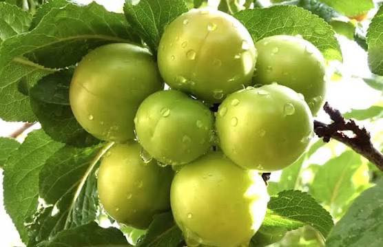 #مشتل_نور_الهدى  **يرحب بكم**
   🌲🌲🌲🌲🌲🌲🌲🌲
على بركة الله 
وصلت وجبه جديده 
 الالومطعم ومكفول
 عمر سنتين .
يتميز بألانتاج الوفير. 
ارتفاع مترين. 
اسماعيل. *********** 
احمد.     *********** 
العنوان محافظة الانبار- حديثة صعدة الحي العسكري 
مقابل سالم الأدوات الاحتياطية / ومجاور فلس ونص
