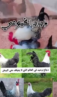 بيض فيومي فضي • بيض تفقيس • سوق النبي يونس