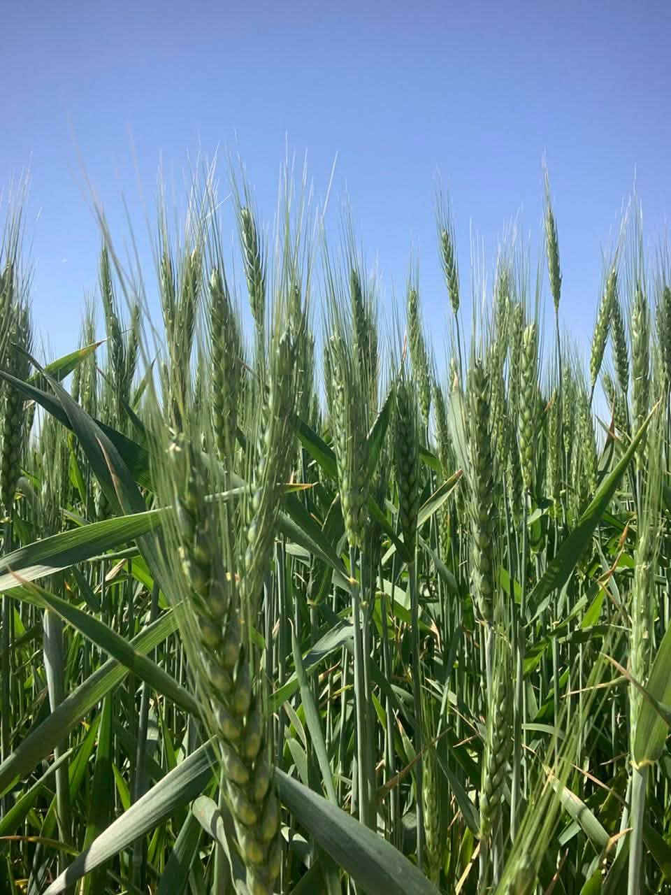 السلام عليكم ارض زراعيه العنوان المملحه وادي شنان بعد كيلو واحد عن الستراتيجي  بيها مرشات ثنين ابو الخمسه ابراج بيها تلث ابار ومحوله ميتين وخمسين بيهابيت كامل ارض جاهزه للستفسار التصال ‭0784 259 4793‬؟ ‭0786 689 5550‬
