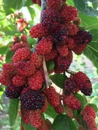 شجرة ليمون • مثمرة • الكوت الفلاحية