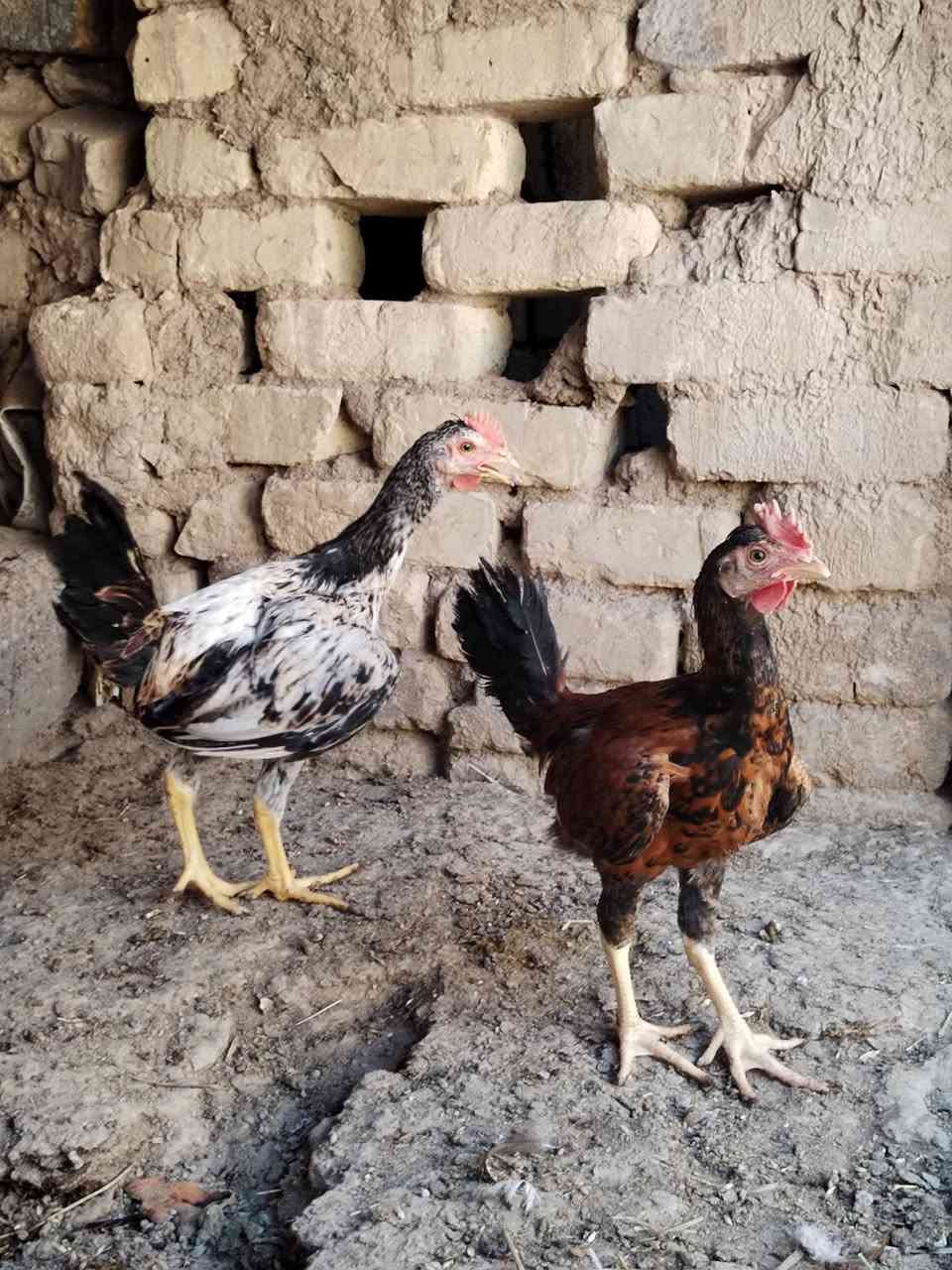 سلام عليكم طيور عرب+ابو ركيبه للبيع شرط الصحه القاح كامل طيور حلوات ونضيفات وبيهن الوان حلوه…  +ديوجه للبيع عدد3 مكاني ناصريه قضاء النصر السعر خاص او تتصل عل رقم ***********

