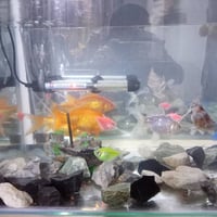 حوض سمك للبيع قياس ٥٠ طول  ٣٠عرض ٣٥ارتفاع يحتوي على ٩سمكات ٤ كبار و٤ ص...