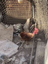ديج ابو ركيبه • تكريت القادسيه