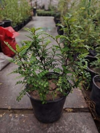 بخور عطري • ٣ شتلات • الكوت